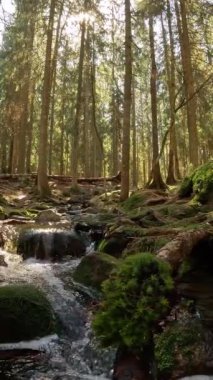 Finlandiya Nuuksio Ulusal Parkı 'nda küçük bir kristal su çağlayan dere. Ormanda güneşli bir yaz günü. Kayalarda akan güzel kaynak suyu. Doğanın sesleriyle, kuşların cıvıltılarıyla,