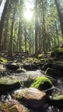 Finlandiya Nuuksio Ulusal Parkı 'nda küçük bir kristal su çağlayan dere. Ormanda güneşli bir yaz günü. Kayalarda akan güzel kaynak suyu. Doğanın sesleriyle, kuşların cıvıltılarıyla,