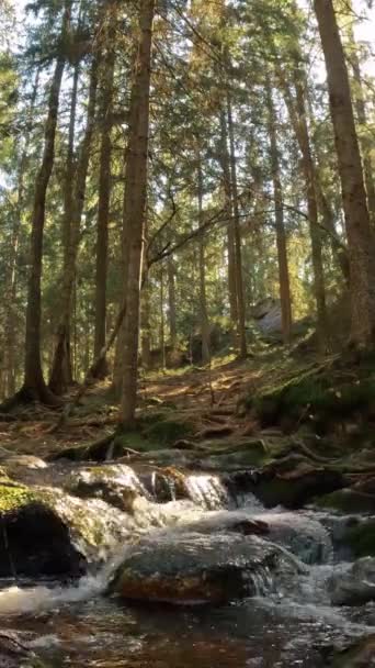 Small Crystal Water Cascading Creek Nuuksio National Park Finland Sunny Klip Video