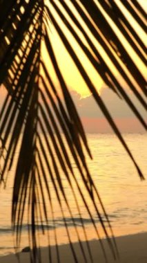 Günbatımı okyanus üzerinde. Güzel manzarası hurma dalları ile okyanus zemin üzerine. Ağır çekim