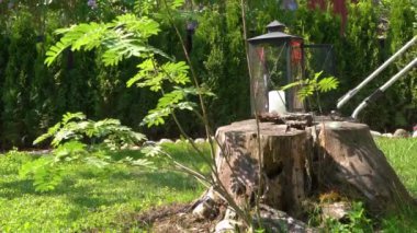 Orta yaşlı bir adam bahçesinde çim biçme makinesiyle fazla büyümüş yeşil çimenleri buduyor. Şortlu erkek bahçıvan bahçe düzenlerken çim biçme makinesi kullanıyor. Mevsimlik iş kavramı.