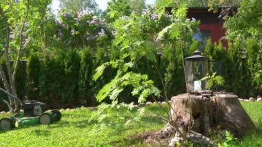 Orta yaşlı bir adam bahçesinde çim biçme makinesiyle fazla büyümüş yeşil çimenleri buduyor. Şortlu erkek bahçıvan bahçe düzenlerken çim biçme makinesi kullanıyor. Mevsimlik iş kavramı.