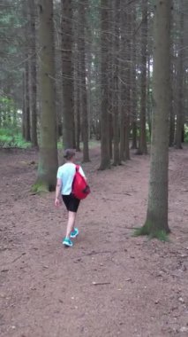 Finlandiya 'da ulusal parkta sırt çantalı genç bir gezgin. Doğa yürüyüşü, dinlenme ve spor. Güzel kuzey ormanlarında macera