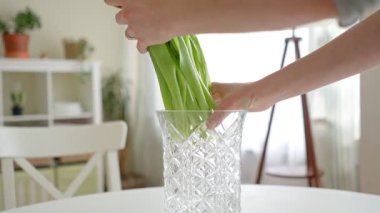 Bir kadının eli, parlak bir evin içindeki masanın üstündeki cam vazoda bir buket taze lale düzenliyor. Sıcak bir atmosfer için bahar dekorasyonu ve çiçek düzenlemesi.