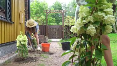 Bir anne ve kız baharda bahçelerine ortanca dikip yaz mevsimine hazırlanıyorlar..