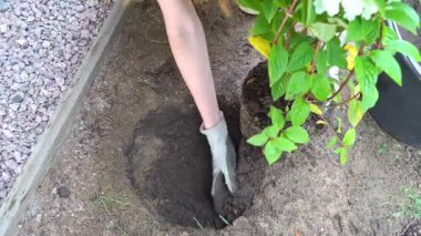 Bir anne ve kız baharda bahçelerine ortanca dikip yaz mevsimine hazırlanıyorlar..