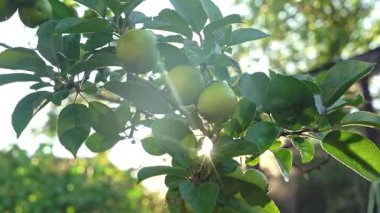 Sıcak güneş ışığıyla aydınlatılmış taze yapraklarla bir ağaç dalına asılmış yeşil elmaların yakın çekimi. Sabah çiy damlaları tazelik katar. Yumuşak odaklı arka plan ile doğal meyve bahçesi