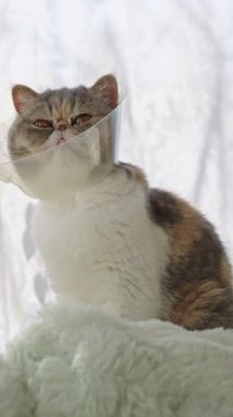 Kanepede oturan, Elizabeth tarzı bir yaka takan sevimli bir kedi. Evcil hayvan sıcak, güneşli bir oturma odasında dinleniyor. Veteriner bakımı ve hayvan sağlığı konsepti.