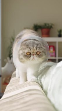 Kanepede oturan, Elizabeth tarzı bir yaka takan sevimli bir kedi. Evcil hayvan sıcak, güneşli bir oturma odasında dinleniyor. Veteriner bakımı ve hayvan sağlığı konsepti.