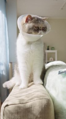 Kanepede oturan, Elizabeth tarzı bir yaka takan sevimli bir kedi. Evcil hayvan sıcak, güneşli bir oturma odasında dinleniyor. Veteriner bakımı ve hayvan sağlığı konsepti.
