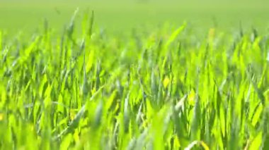 Bahar güneşinde parlayan taze yeşil çimenlerin yakın çekimi. Doğal arka plan. Yaz mevsiminin başlarında canlı ve gür bitki örtüsü.