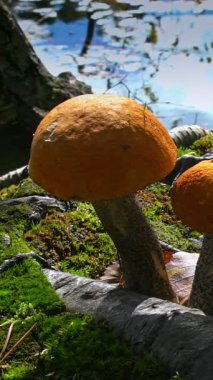 Ormandaki bir göl kıyısında, yosun ve ağaç kökleri arasında yetişen iki yabani mantar. Arka planda su ve huş ağaçları üzerinde güneş yansımaları var.