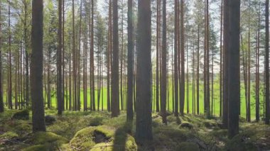 Finlandiya 'nın huzurlu ormanlarında bahar güneşi uzun çam ağaçlarının arasından parlıyor. Arka planda parlak yeşil alan. Huzurlu doğa manzarası.