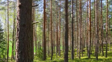 Finlandiya 'nın huzurlu ormanlarında bahar güneşi uzun çam ağaçlarının arasından parlıyor. Huzurlu doğa manzarası.