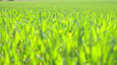 Bahar güneşinde parlayan taze yeşil çimenlerin yakın çekimi. Askıya odaklı doğal bir arka plan. Yaz mevsiminin başlarında canlı ve gür bitki örtüsü.