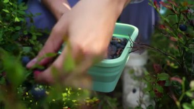 Genç bir kadın, Finlandiya 'da yeşil yaprakların arasından böğürtlen ve güneş ışığı topluyor. Ormanda taze toplanmış yabanmersinleriyle dolu bir konteynırı tutan bir elin yakın çekimi..