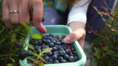 Genç bir kadın, Finlandiya 'da yeşil yaprakların arasından böğürtlen ve güneş ışığı topluyor. Ormanda taze toplanmış yabanmersinleriyle dolu bir konteynırı tutan bir elin yakın çekimi..