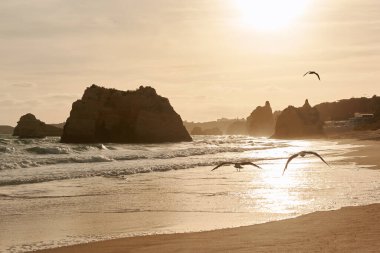 Three seagulls flying along the beach at sunset. Algarve region, Portugal