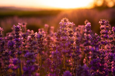 Gün batımında lavanta çalılarının yakın görüntüsü. Yumuşak odak ve sıcak ışık.