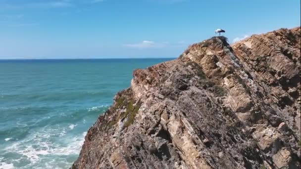 Vit Europeisk Stork Står Sitt Toppen Den Taggiga Klippan Portugals — Stockvideo