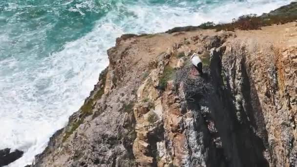 Bílý Evropský Čáp Sedí Hnízdě Vrcholu Útesu Západní Pobřeží Portugalska — Stock video