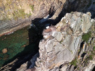 White European Stork is in its nest on the edge of the cliff. Western coast of Portugal. Aerial view clipart