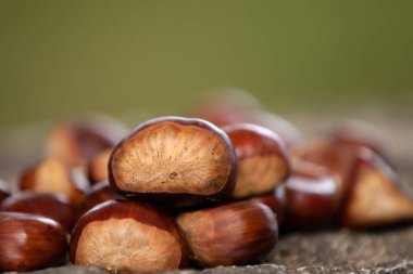 Doğal kestane bahçeleri, sonbahar.