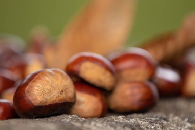 Doğal kestane bahçeleri, sonbahar.