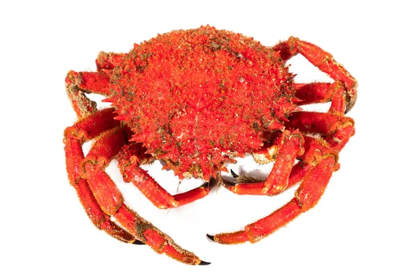 Galician Spider Crab Isolated White Background — 图库照片