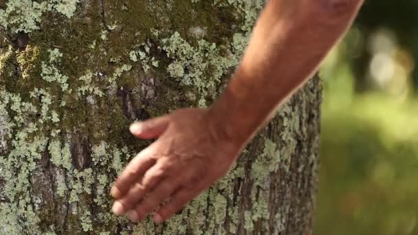 Dłoń Pieszcząca Stuletnie Drzewo — Wideo stockowe