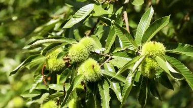 Kestane ağacının yaprakları ve meyveleri.