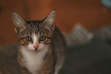 Kameraya bakarak yerli kedi