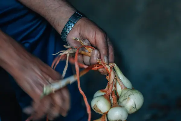 Farmer Hands Onions Picking Stock Photo