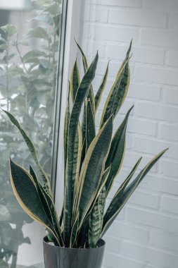Sansevieria bitkisi ya da yılan dili