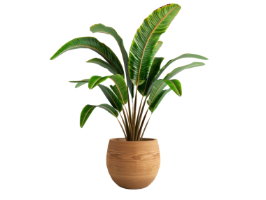 Arka planda izole edilmiş saksı bitkisi