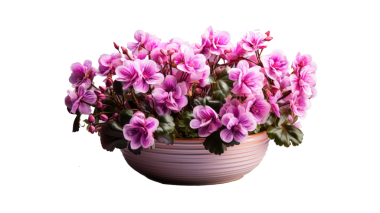 sardunya bitkisi arka planda izole edildi