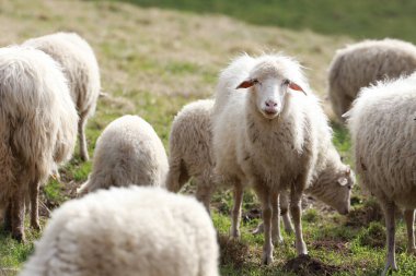 Açık arazide koyun sürüsü.
