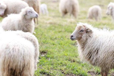 Açık arazide koyun sürüsü.
