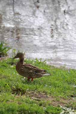 Vahşi ördekler, vahşi kuşlar