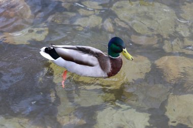 Vahşi ördekler, vahşi kuşlar