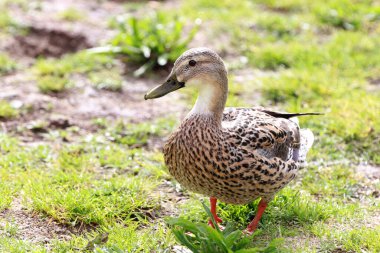 Vahşi ördekler, vahşi kuşlar