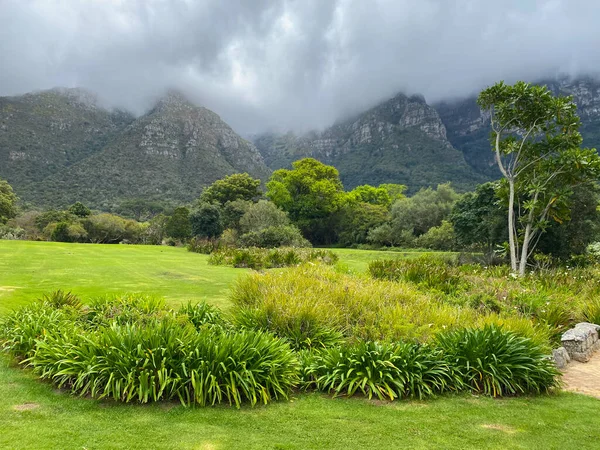 Cape Town, Güney Afrika 'daki Kirstenbosch Botanik Bahçeleri' nde yeşil çimenler ve dağ arka planı. Baharda Kirstenbosch Botanik Bahçeleri.