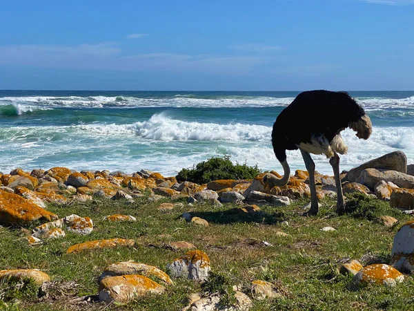Osamělý Pštros Pastvině Mysu Dobré Naděje Jihoafrická Republika — Stock fotografie