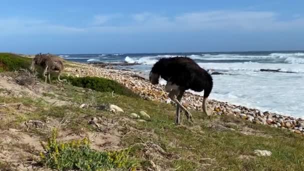 Avestruz Solitária Pasto Cabo Boa Esperança África Sul — Vídeo de Stock