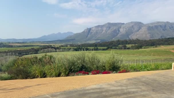 Viñedos Con Montañas Fondo Cerca Stellenbosch Sudáfrica — Vídeo de stock
