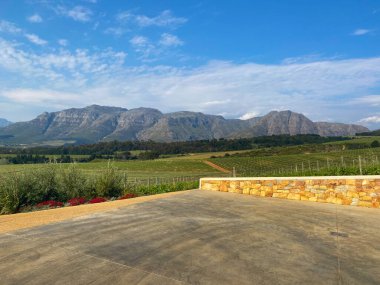 Üzüm bağları ile Güney Afrika Stellenbosch yakın planda dağlar