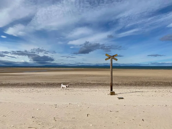 Oud Roestig Bord Eenzame Hond Het Lege Findhorn Strand Schotland — Stockfoto