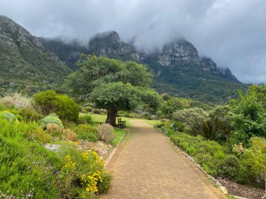 Cape Town, Güney Afrika 'daki Kirstenbosch Botanik Bahçeleri' nde yeşil bahçeler ve dağ zeminleri. Baharda Kirstenbosch Botanik Bahçeleri.