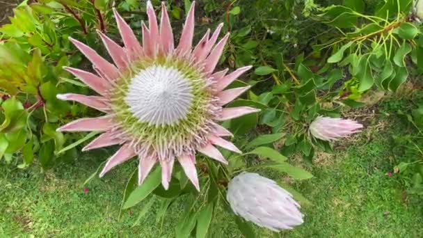 Szczegóły King Protea Kwiat Republika Południowej Afryki Jest Narodowy Kwiat — Wideo stockowe