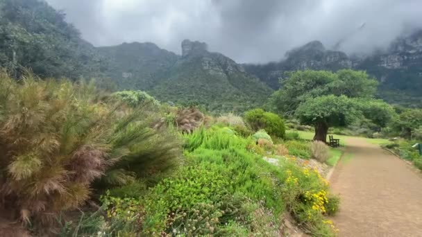 Grön Gräsmatta Och Berg Bakgrund Vid Kirstenbosch Botaniska Trädgårdar Kapstaden — Stockvideo